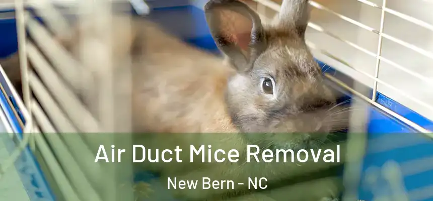 Air Duct Mice Removal New Bern - NC